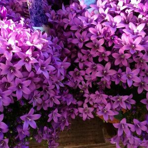 Neeltje's Bloemen image 1