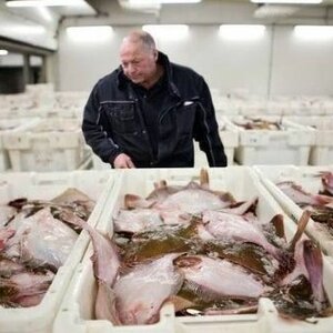 Visspecialist de Dolfijn image 3