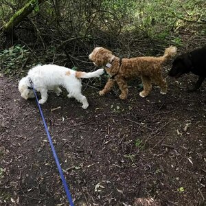 Hondenuitlaatservice Anouska image 5