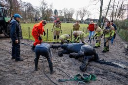 Paard belandt in sloot in Eemnes