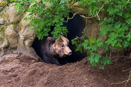 Bears in Mind: redt beren in nood
