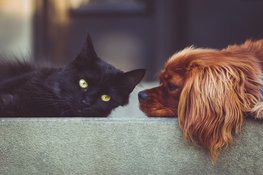 Dierendag 2026